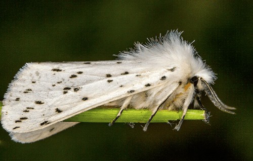 White Ermine, Spilosoma lubricipeda