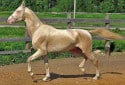 Akhal Teke, Equus ferus caballus