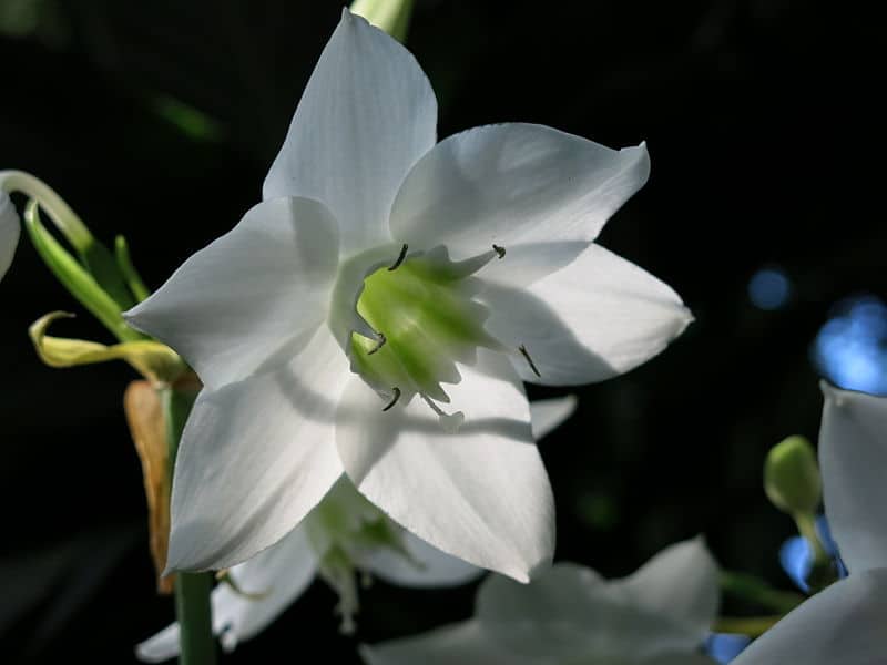 Amazon Lily, Eucharis grandiflora