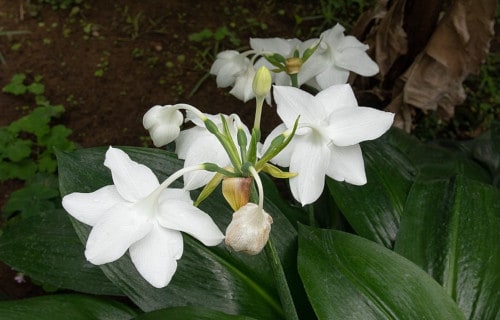 Amazon Lily, Eucharis grandiflora