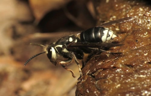 Bald Faced Hornet, Dolichovespula maculata