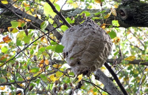 Bald Faced Hornet, Dolichovespula maculata