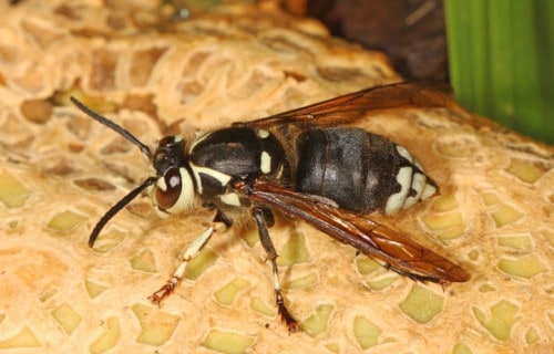 7 Wondrous Wasps Worldwide