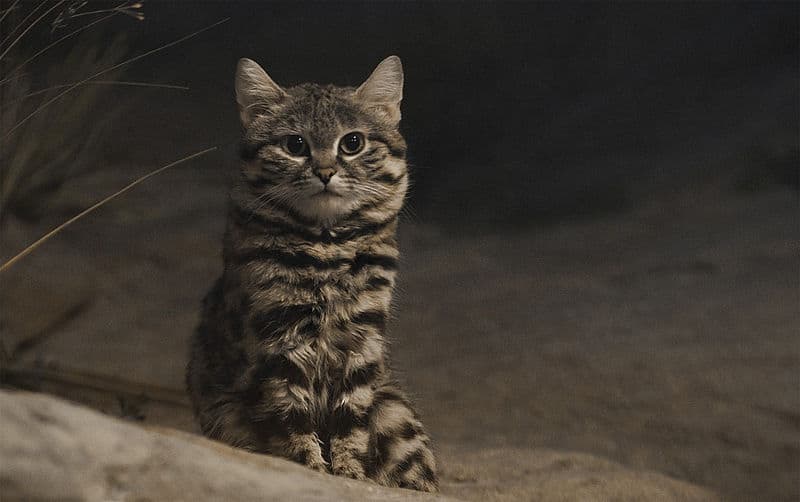 Black Footed Cat l Dazzling Wildcat - Our Breathing Planet