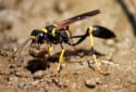 Black and Yellow Mud Dauber, Sceliphron caementarium