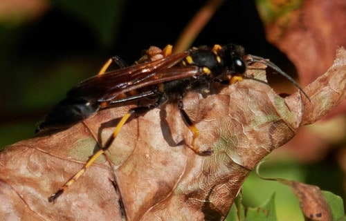 Black and Yellow Mud Dauber, Sceliphron caementarium