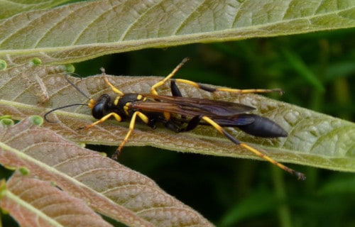 Black and Yellow Mud Dauber, Sceliphron caementarium