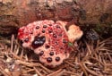 Bleeding Tooth Fungus, Hydnellum peckii