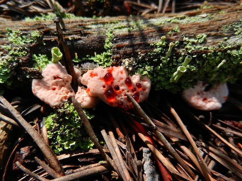 Bleeding Tooth Fungus, Hydnellum peckii