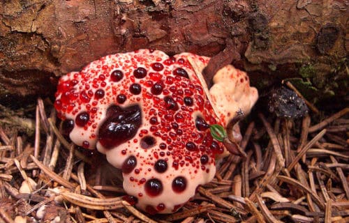 7 Fantastic Fungi of North America