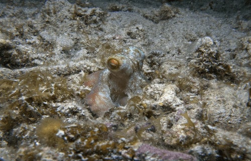 Earth's Many Mesmerizing Cephalopods