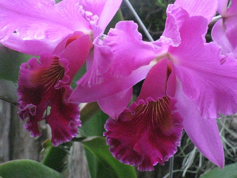 Cattleya Orchid l Breathtaking Colors - Our Breathing Planet