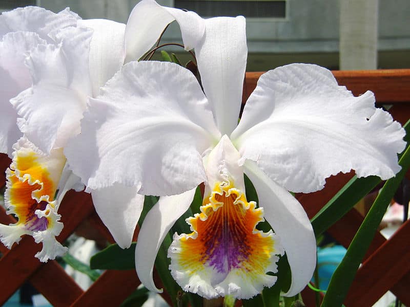  Cattleya Orchid  l Breathtaking Colors Our Breathing Planet