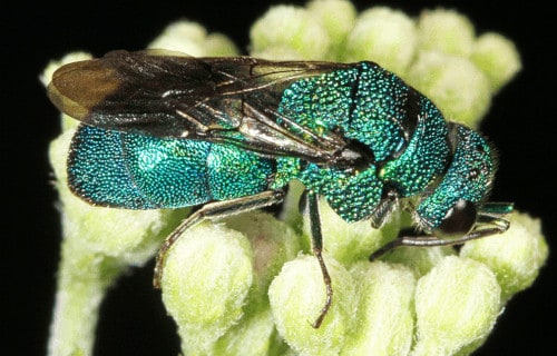 Cuckoo Wasp