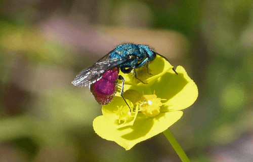 Cuckoo Wasp