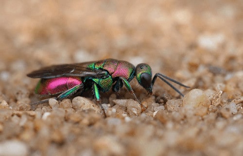7 Wondrous Wasps Worldwide