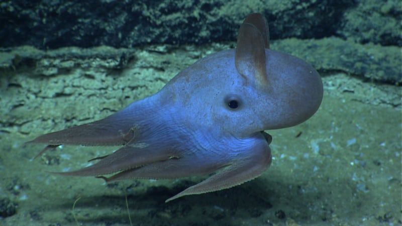 Dumbo Octopus, Grimpoteuthis