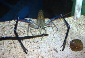 Giant Freshwater Prawn, Macrobrachium rosenbergii