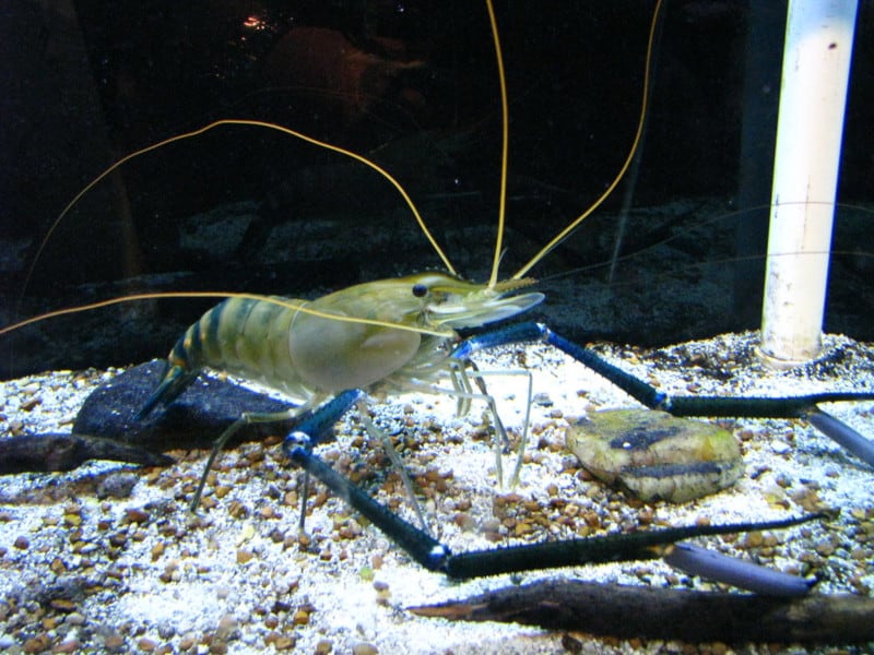 Giant Freshwater Prawn, Macrobrachium rosenbergii