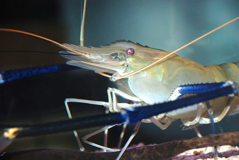 Giant Freshwater Prawn, Macrobrachium rosenbergii