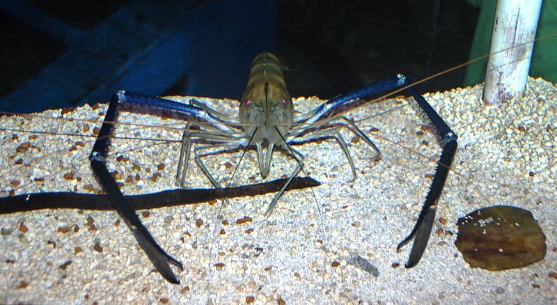 Giant Freshwater Prawn, Macrobrachium rosenbergii