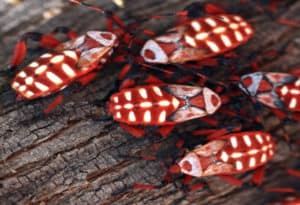 Giant Mesquite Bug, Thasus neocalifornicus