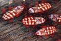 Giant Mesquite Bug, Thasus neocalifornicus