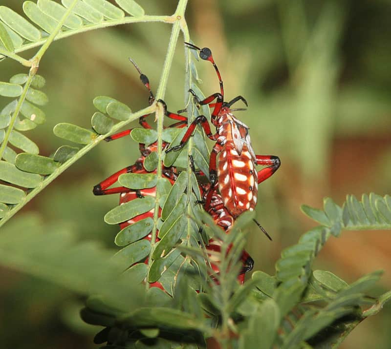 Giant Mesquite Bug, Thasus neocalifornicus