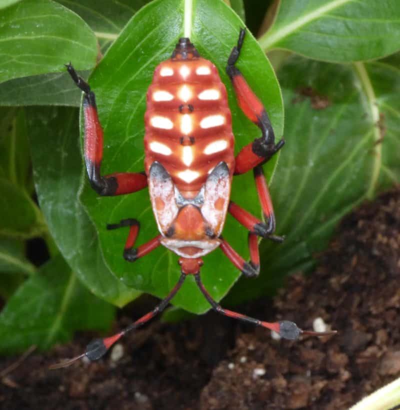 Giant Mesquite Bug, Thasus neocalifornicus