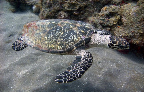 Hawksbill Sea Turtle, Eretmochelys imbricata