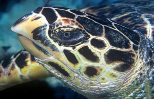 Hawksbill Sea Turtle, Eretmochelys imbricata