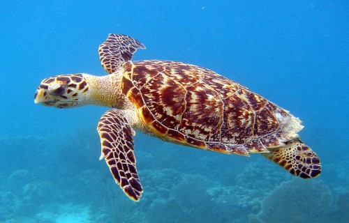 5 Phenomenal Sea Turtles