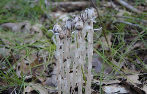 Indian Pipes, Monotropa uniflora