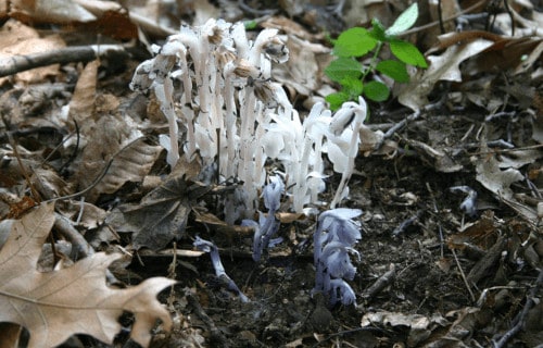 Indian Pipes, Monotropa uniflora