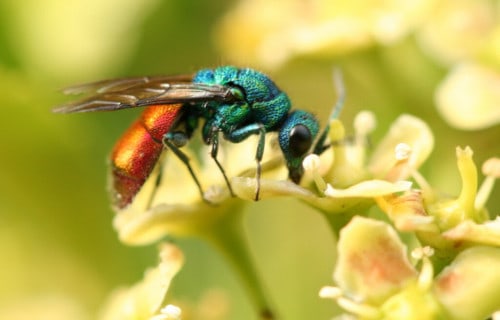 Jewel Wasp, Ampulex compressa