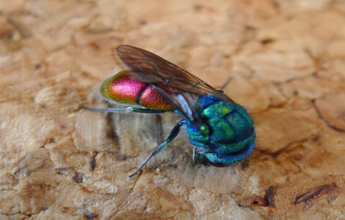 Jewel Wasp, Ampulex compressa