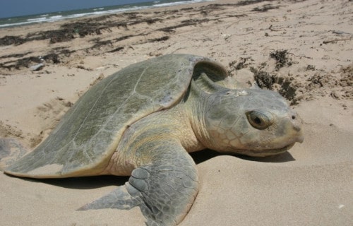 Kemps Ridley Sea Turtle, Lepidochelys kempii