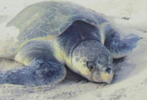 Kemps Ridley Sea Turtle, Lepidochelys kempii