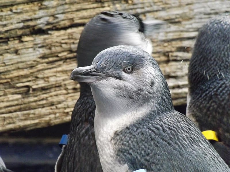 Little Penguin, Eudyptula minor