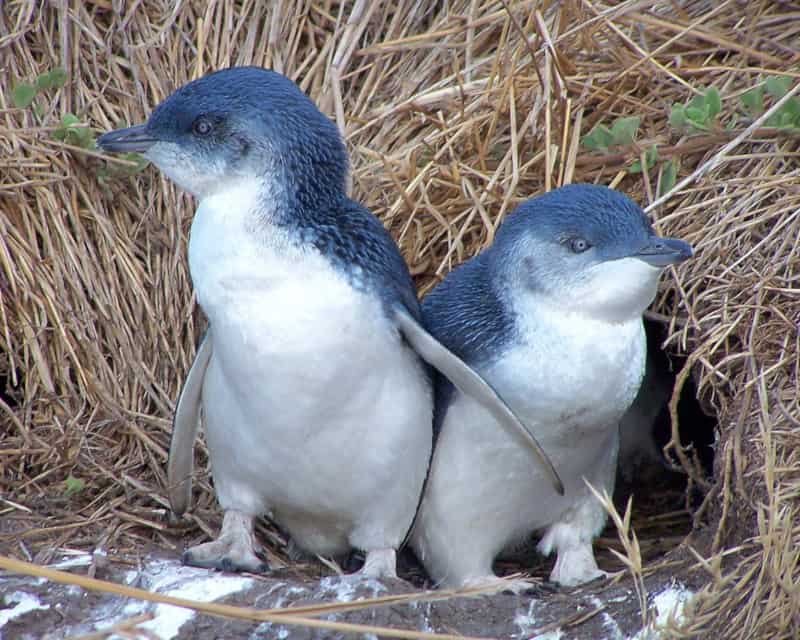 Little Penguin, Eudyptula minor