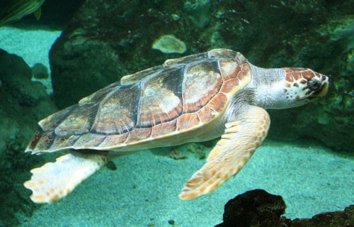 Loggerhead Sea Turtle, Caretta caretta