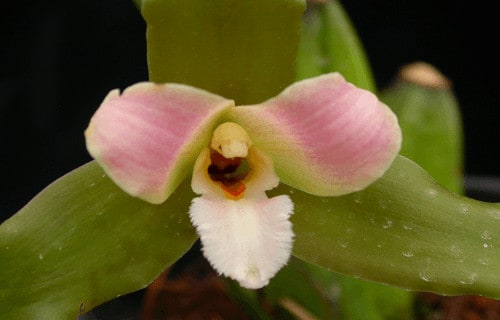 Lycaste Orchid