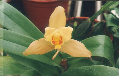 Lycaste Orchid