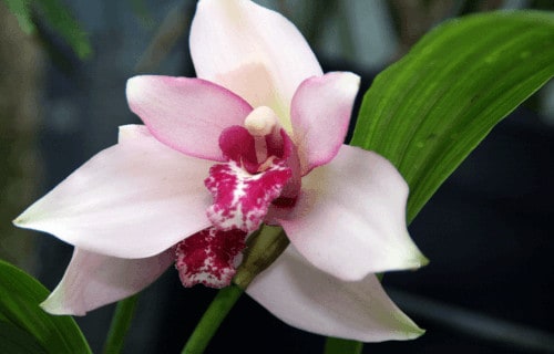 7 Fabulous South American Plants