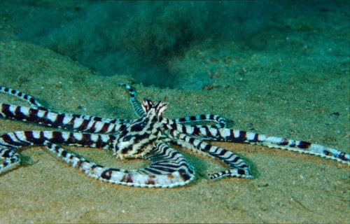 Mimic Octopus, Thaumoctopus mimicus