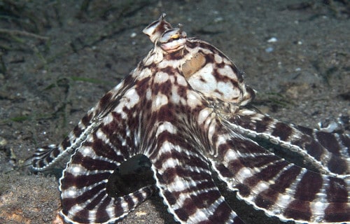 Earth's Many Mesmerizing Cephalopods