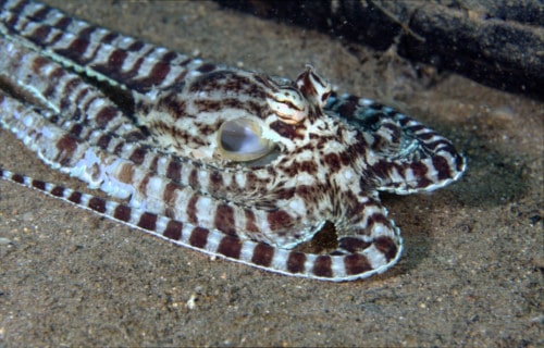 Mimic Octopus, Thaumoctopus mimicus