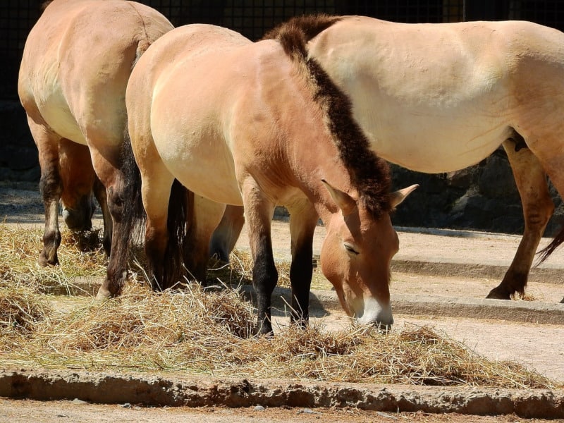 Mongolian Wild Horse, Equus przewalskii
