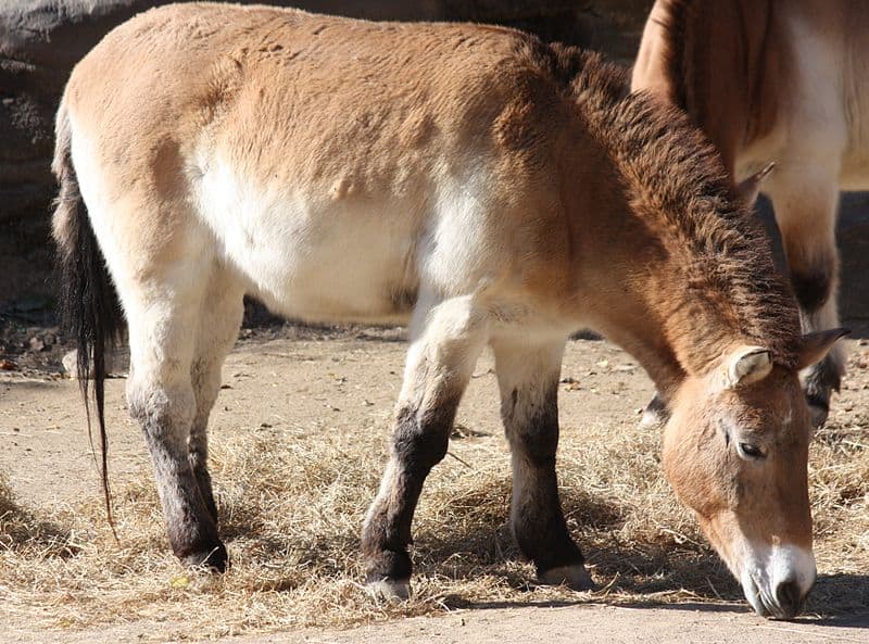 Mongolian Wild Horse, Equus przewalskii
