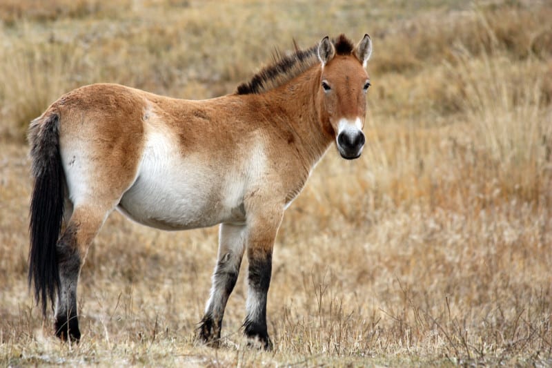 Mongolian Wild Horse, Equus przewalskii